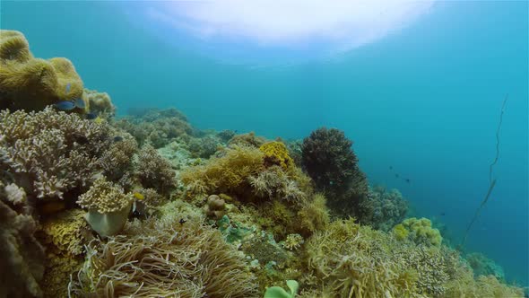 Coral Reef and Tropical Fish Underwater