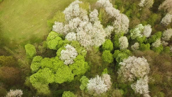 Aerial view of spring forest with blooming white trees in dense woods.