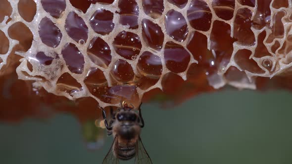 Bee on the honeycomb, close up. Bees produce fresh, healthy, honey