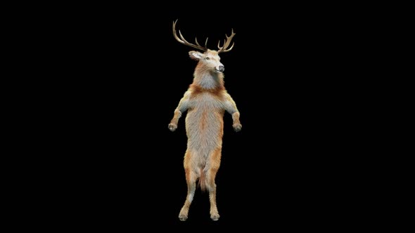 55 Deer Dancing HD