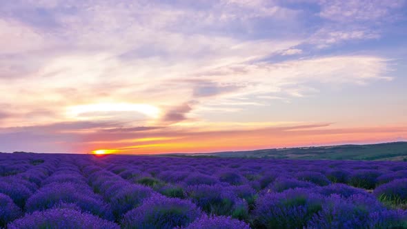 Sunrise Over A Field Of Lavender