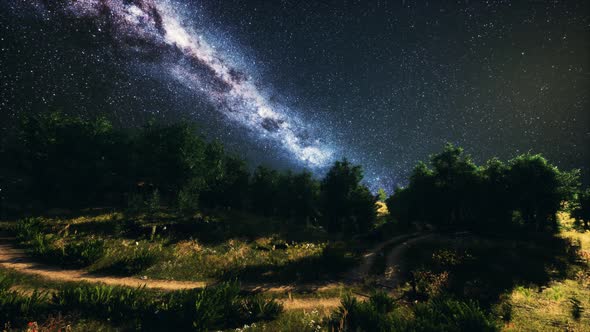 Green Trees Woods In Park Under Night Starry Sky