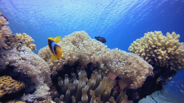 Underwater Clownfish