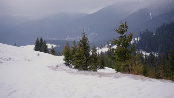 Ukrainian Carpathian Mountains Covered with Snow and Forests