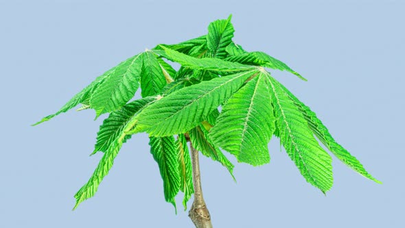 Horse Chestnut Leaves Growing in Spring Time Lapse on a Light Blue Background. New Life Growing