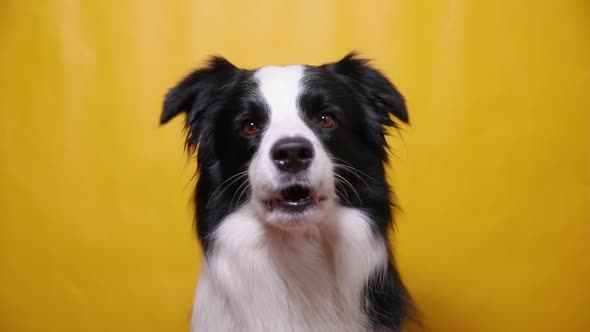 Funny Portrait of Cute Puppy Dog Border Collie Barking Isolated on Yellow Colorful Background