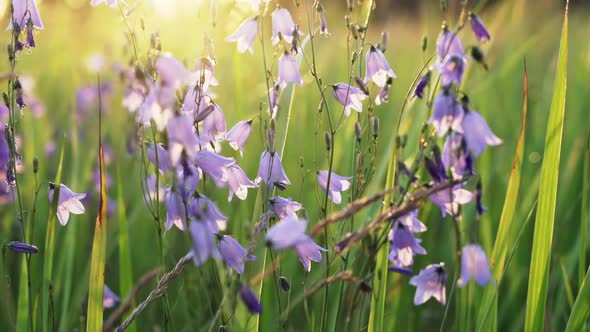 Flowers Of Bluebell Among Tall Grass