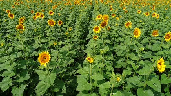 Young Yellow Blooming Sunflowers in a Field on a Sunny Day