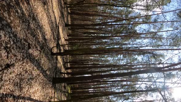 Vertical Video of the Forest Landscape Slow Motion