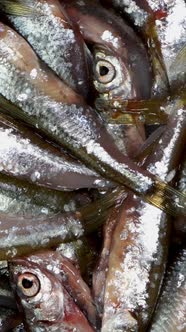 Many small little fish anchovy, tyulka, sprats, seafood background fresh raw food.