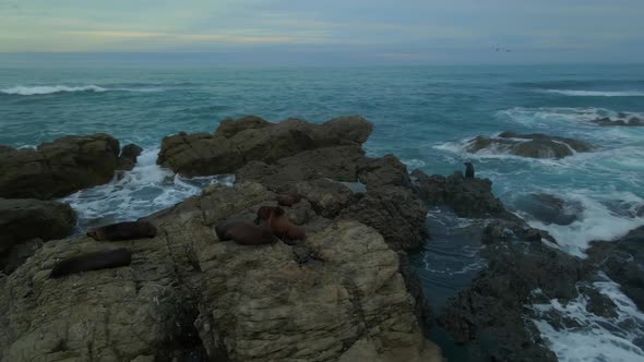 Aerial orbit of group of seals on the rocks by wild sea in New Zealand