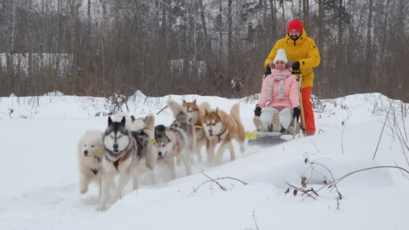 Sledding Dogs Pulling Sledge with Woman and Man