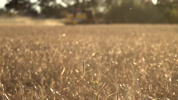 Golden Organic Rye Field at Sunset with Combine Harvester