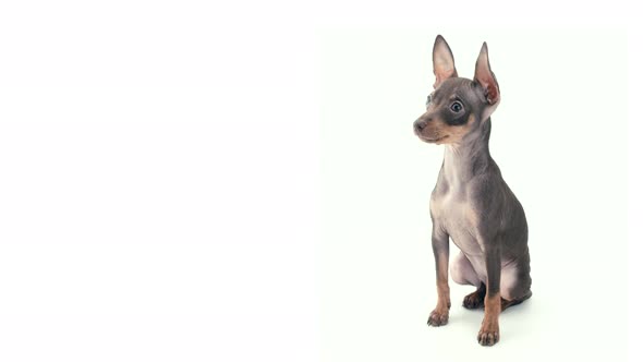 Happy Toy Terrier