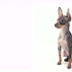 Happy Toy Terrier - VideoHive Item for Sale