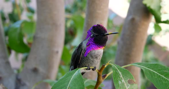 A colorful pink Annas Hummingbird with iridescent feathers resting on a green leaf and looking aroun