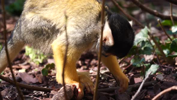 Close up shot of cute Squirrel Monkey digging in wilderness and looking for food