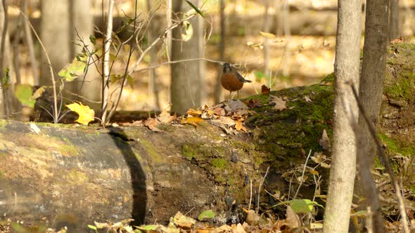 American robin bird in fall investigated the fall tree trunk for food sources