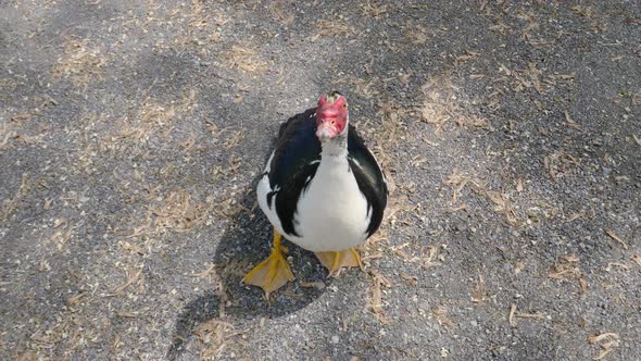 A Red Faced Duck Walking Around a Park