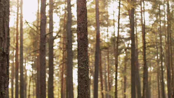 Pine Trees Growing in Coniferous Forest