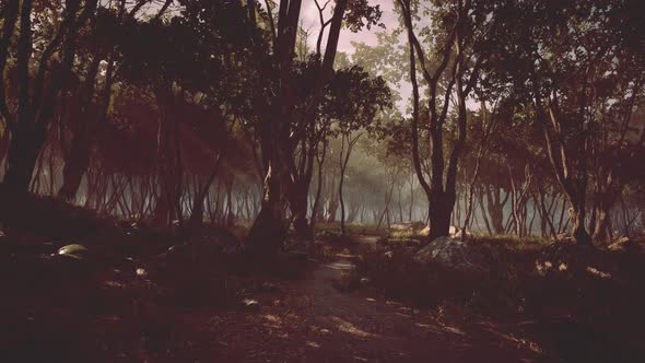 Enchanted Forest in Magical Light