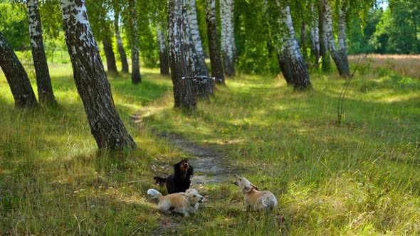 Three dogs barking ant flying dron. Dogs trying to catch quadrocopter. Video of playing dogs. Nature