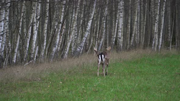 Amazing Male Deer with Huge Antlers is Walking Near the Forest in Wild Nature