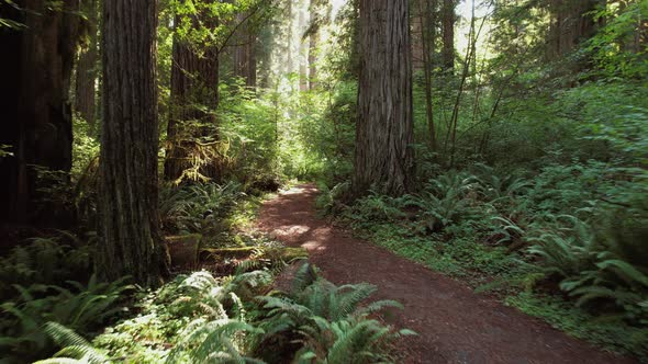 Scenic California Coastal Redwood Forest Trailhead