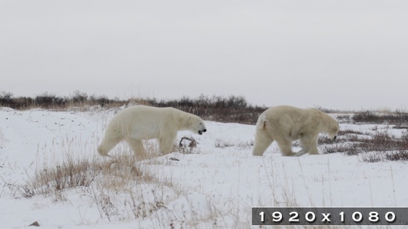 Polar Bears Walking in the Snow 