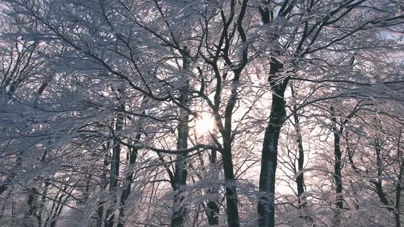 Sun in Winter Forest