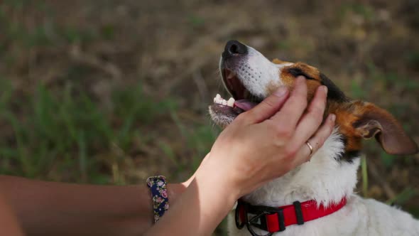 Woman Strokes Her Dog