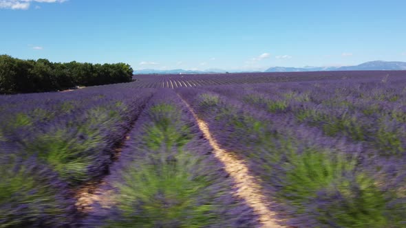 Lavender Field