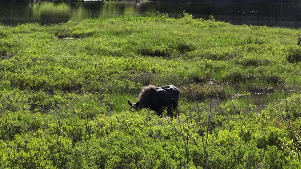 Moose in river bank foraging for food on hot Summer day