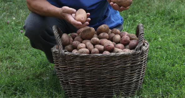 Person sorts out potatoes. Harvesting potato in the garden. Basket with potatoes. Home gardening