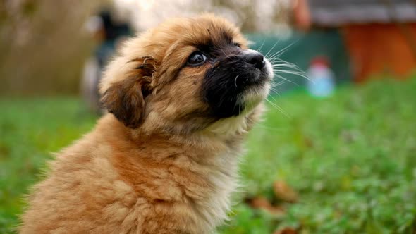 Cute Puppy In Garden 4K