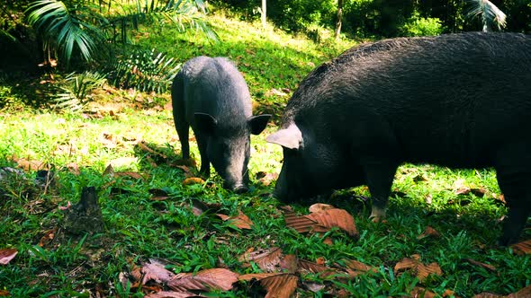 Wild Pigs Eating Grass In Khao Sok Jungle