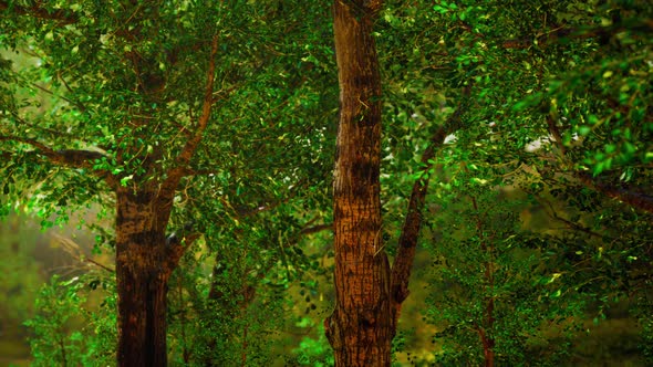 Misty Morning in the Woods alt