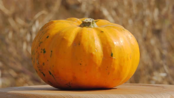 Yellow pumpkin on a wooden rotate table on a autumn grass background