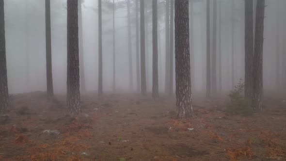 Mysterious forest high in the mountains aerial view 4 K