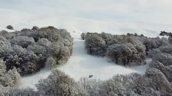 Snow mountains and trees