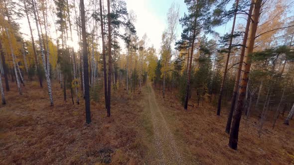 FPV drone view of a pine tree and birch autumn forest 04