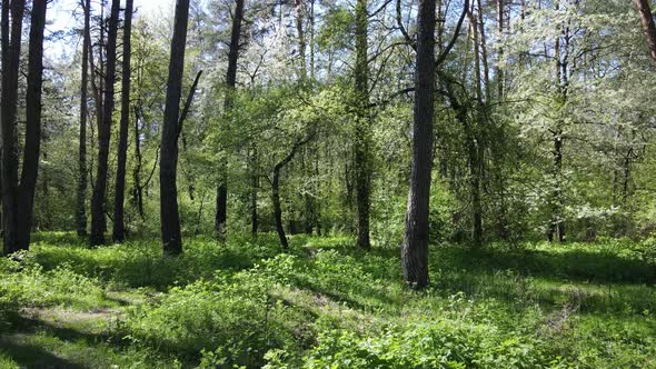 Green Forest During the Day Aerial View