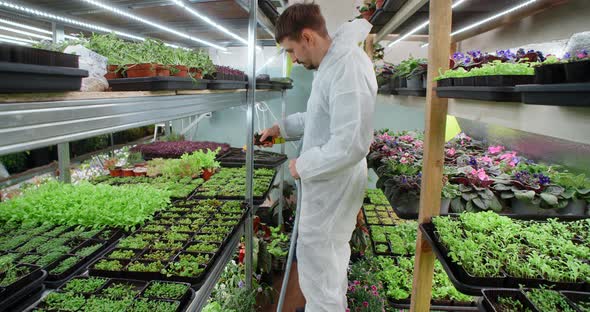 Farmer Hosing Down a Trays with Growing Microgreens Seedlings Vertical Farming Small Business 60p