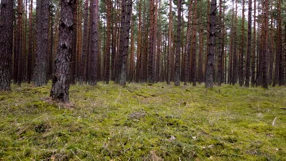 Wild pine forest with green moss under the trees, slow aerial shoting low between trees in overcast