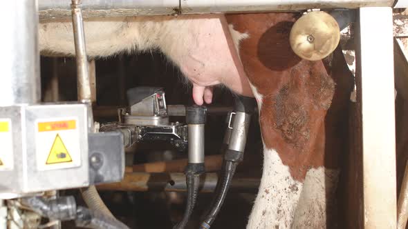 Laser automatic milking machine.