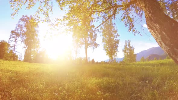 Sunny Rural Meadow at Mountain Landscape with Green Grass Trees and Sun Rays