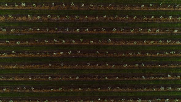 Aerial View Of The Garden Of Blooming Fruit Trees.