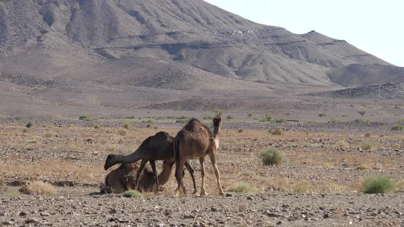 Herd of Dromedary Camels in The Sahara Desert 