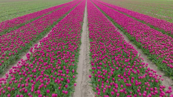 Lush Purple Tulips aligned in rows in northern Holland, Low pass aerial.