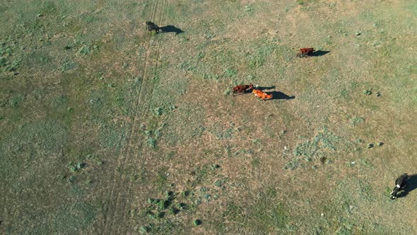 Aerial View Herd of Cows Grazing on a Green Meadow